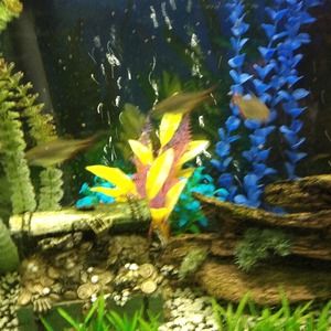 Meet your Posher, Loretta